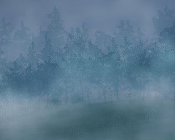 Foggy Forest